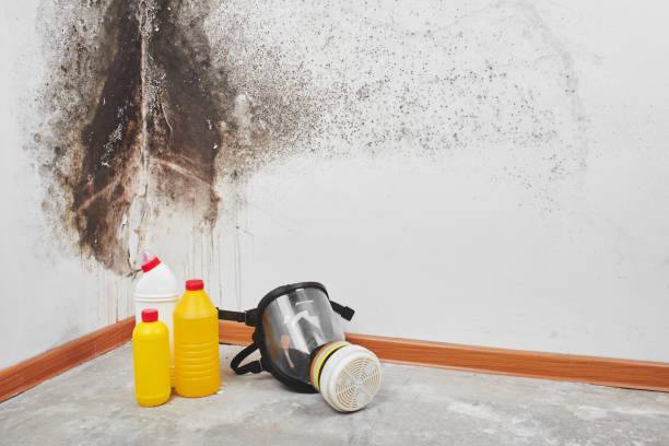 Best Mold Remediation Services  in Hampton Manor, NY