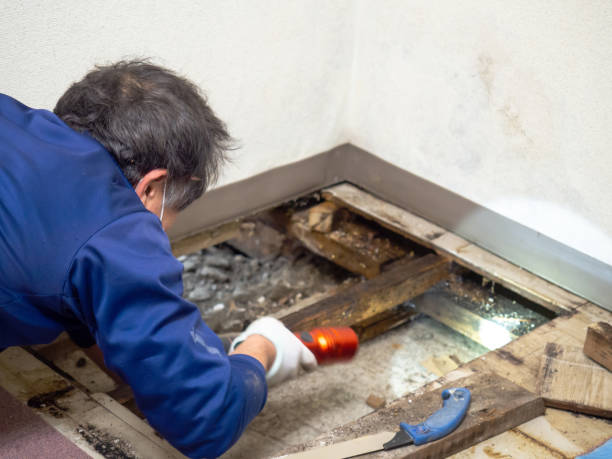 Best Mold Removal Process  in Hampton Manor, NY