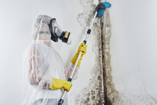 Best Mold Removal Process  in Hampton Manor, NY