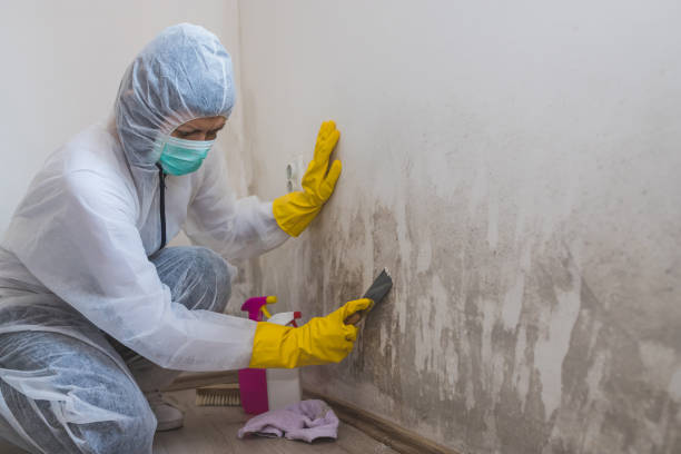 Best Mold Damage Repair  in Hampton Manor, NY