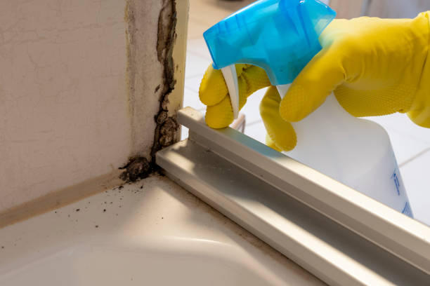Best Mold Remediation Services  in Hampton Manor, NY
