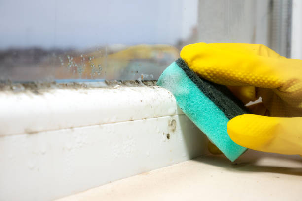Best Residential Mold Removal  in Hampton Manor, NY