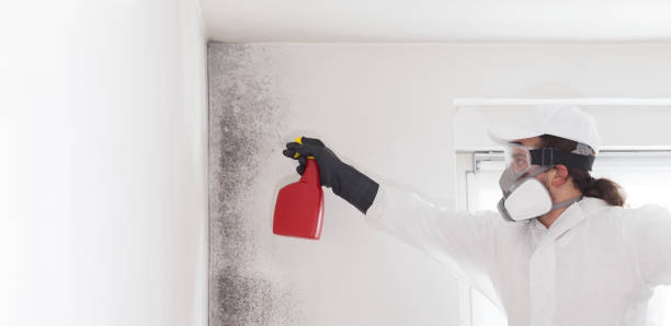 Best Office Mold Removal Services  in Hampton Manor, NY