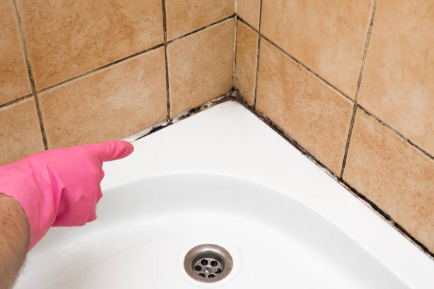 Mold Removal and Inspection in Hampton Manor, NY